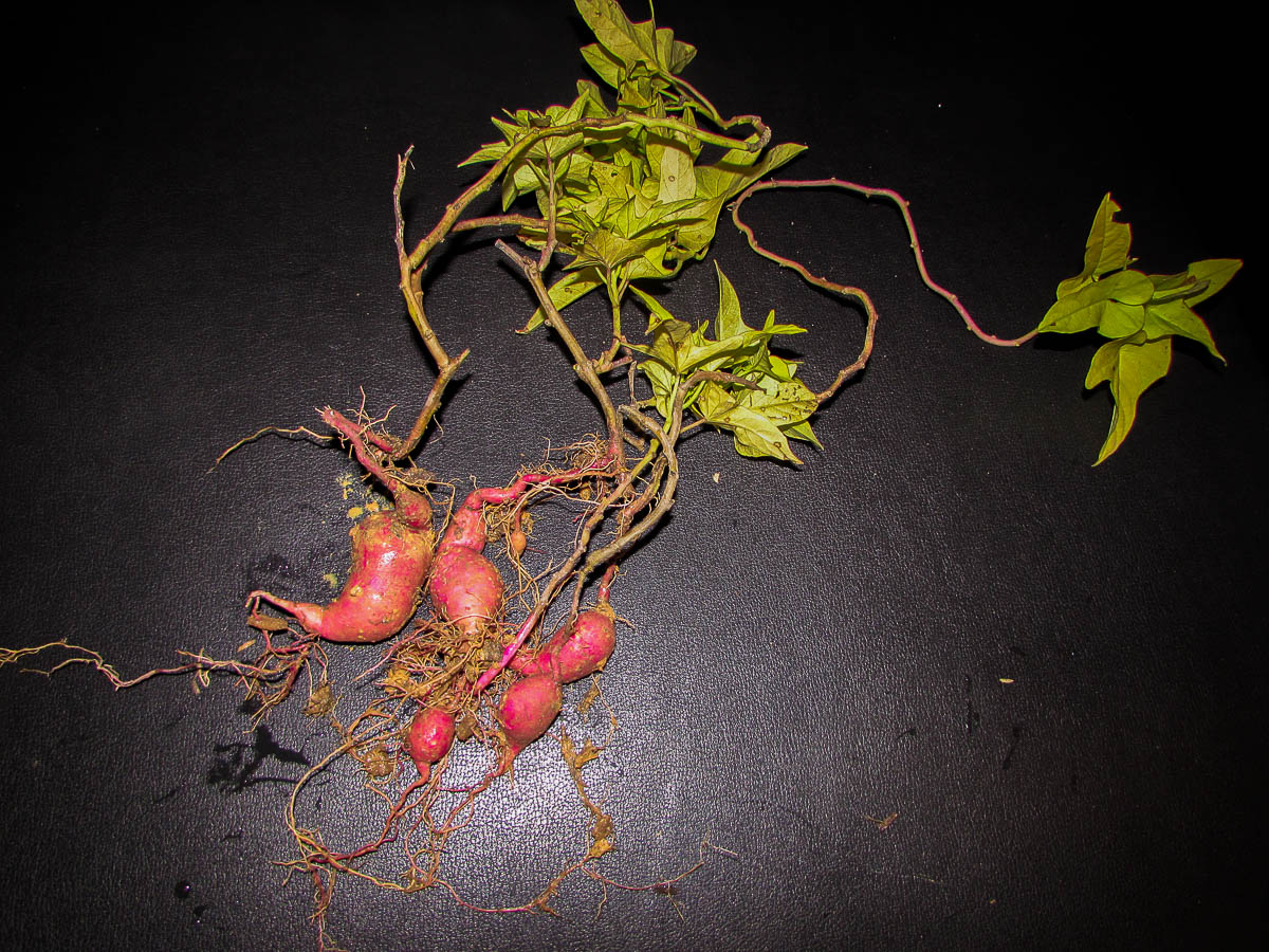 Figura 07 - Folhas da Batata Doce