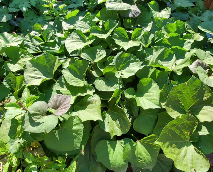 Figura 08 - Folhas da Batata Doce