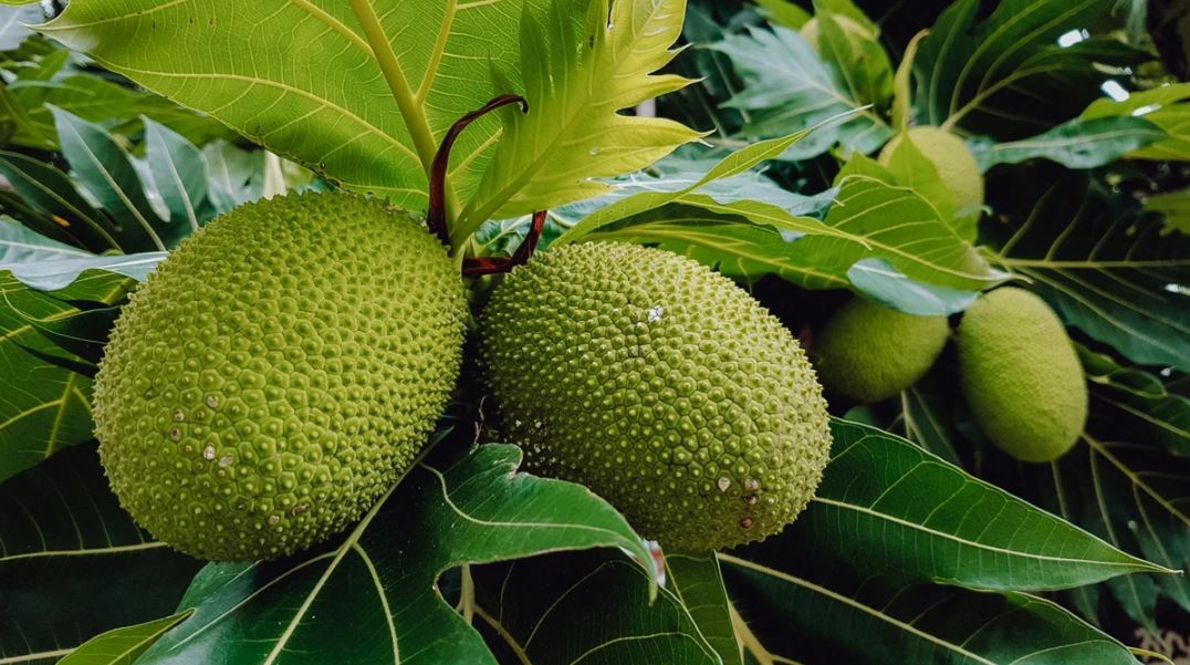 Figura 05 - Fruta Pão