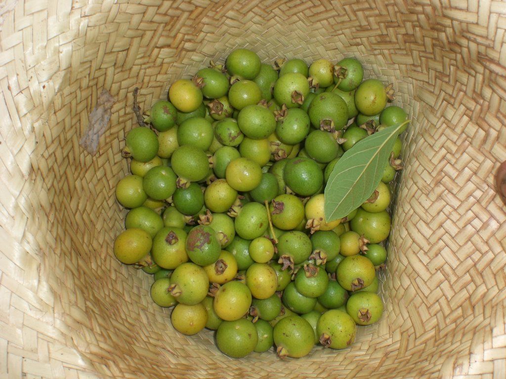 Figura 03 - Gabiroba