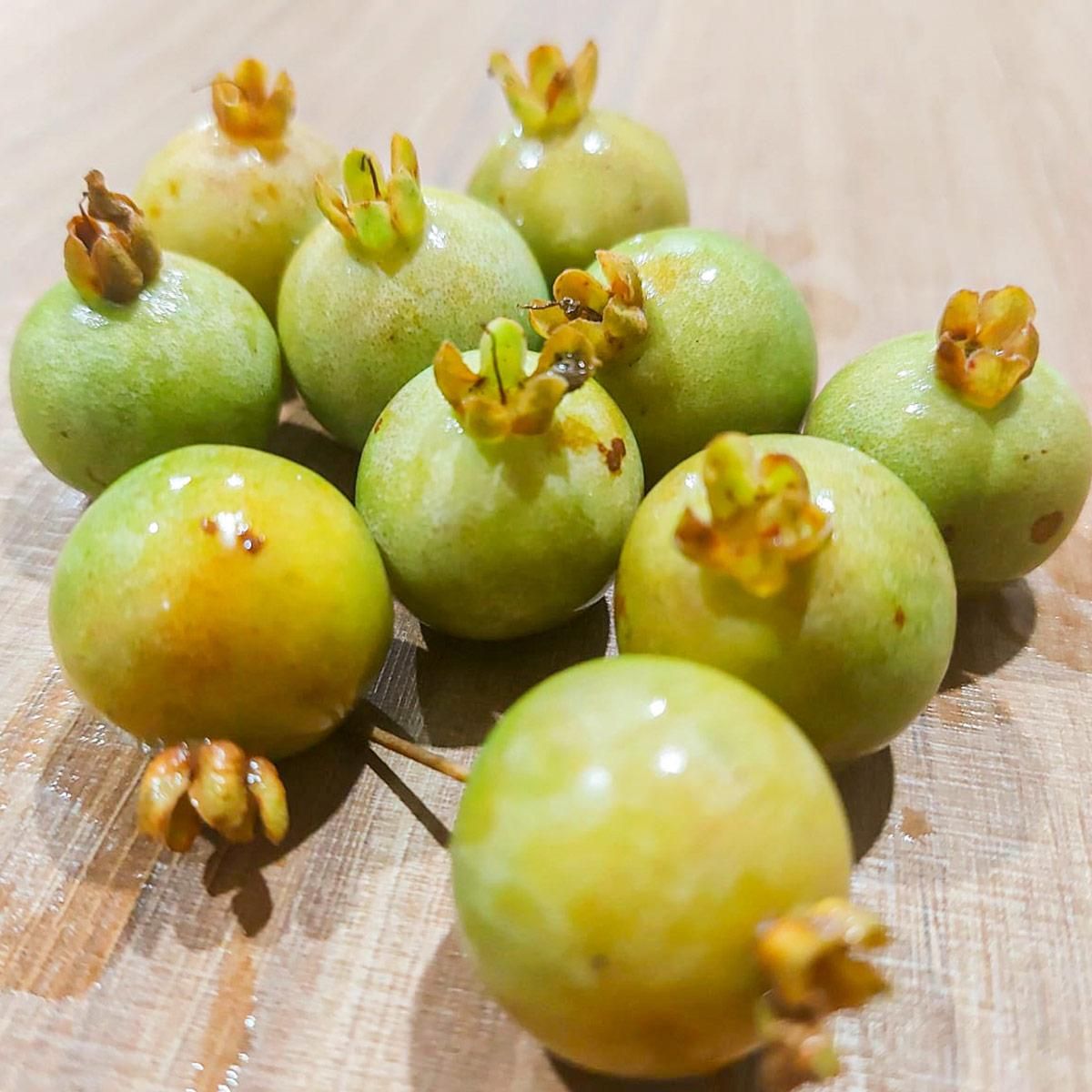 Figura 05 - Gabiroba