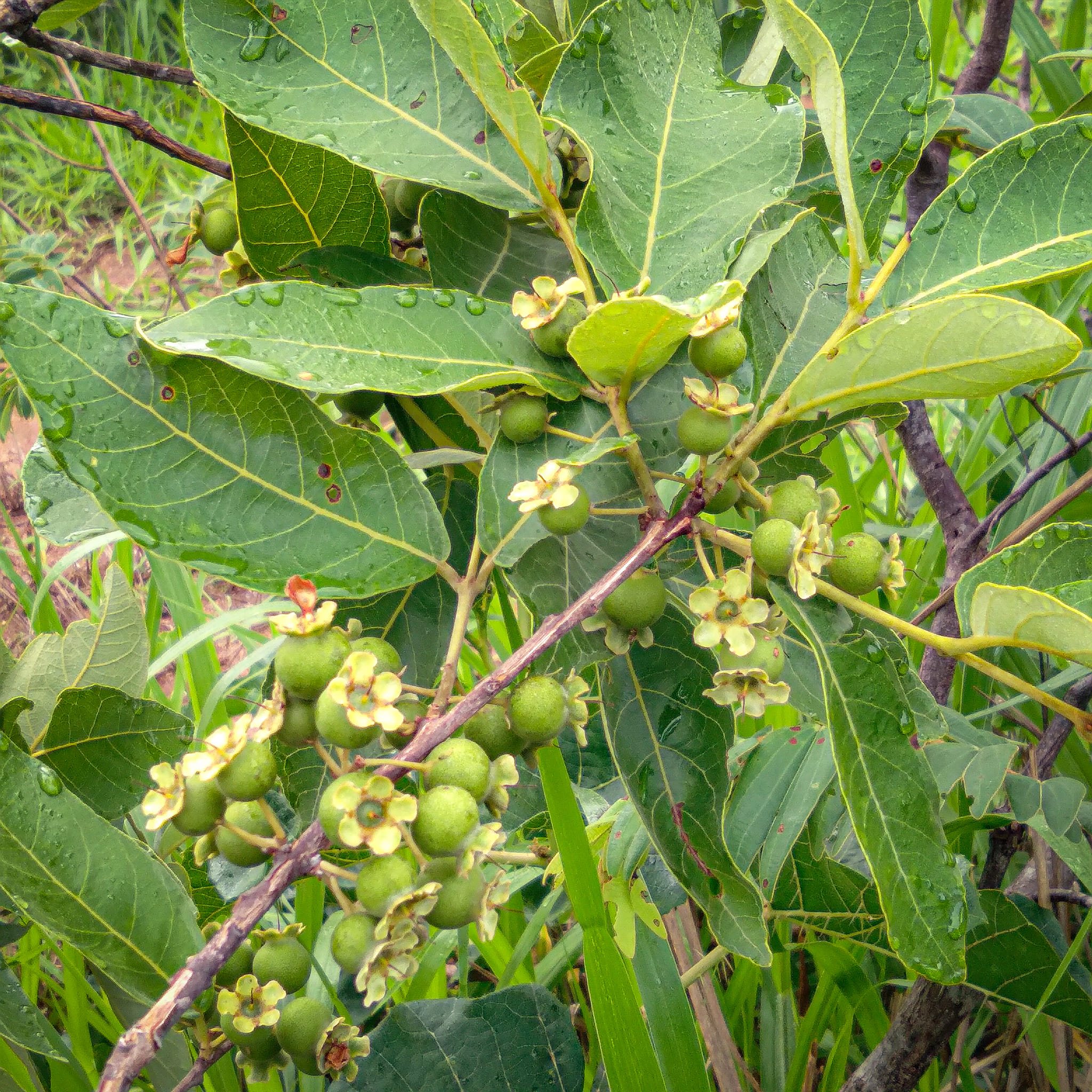 Figura 06 - Gabiroba