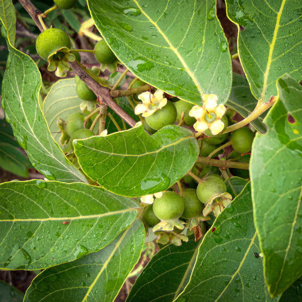 Figura 08 - Gabiroba