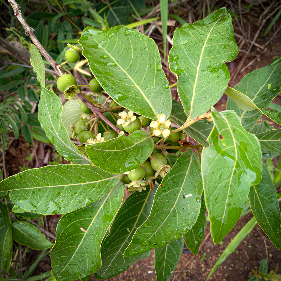 Figura 09 - Gabiroba