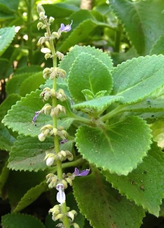 Figura 08 - Hortelã-pimenta