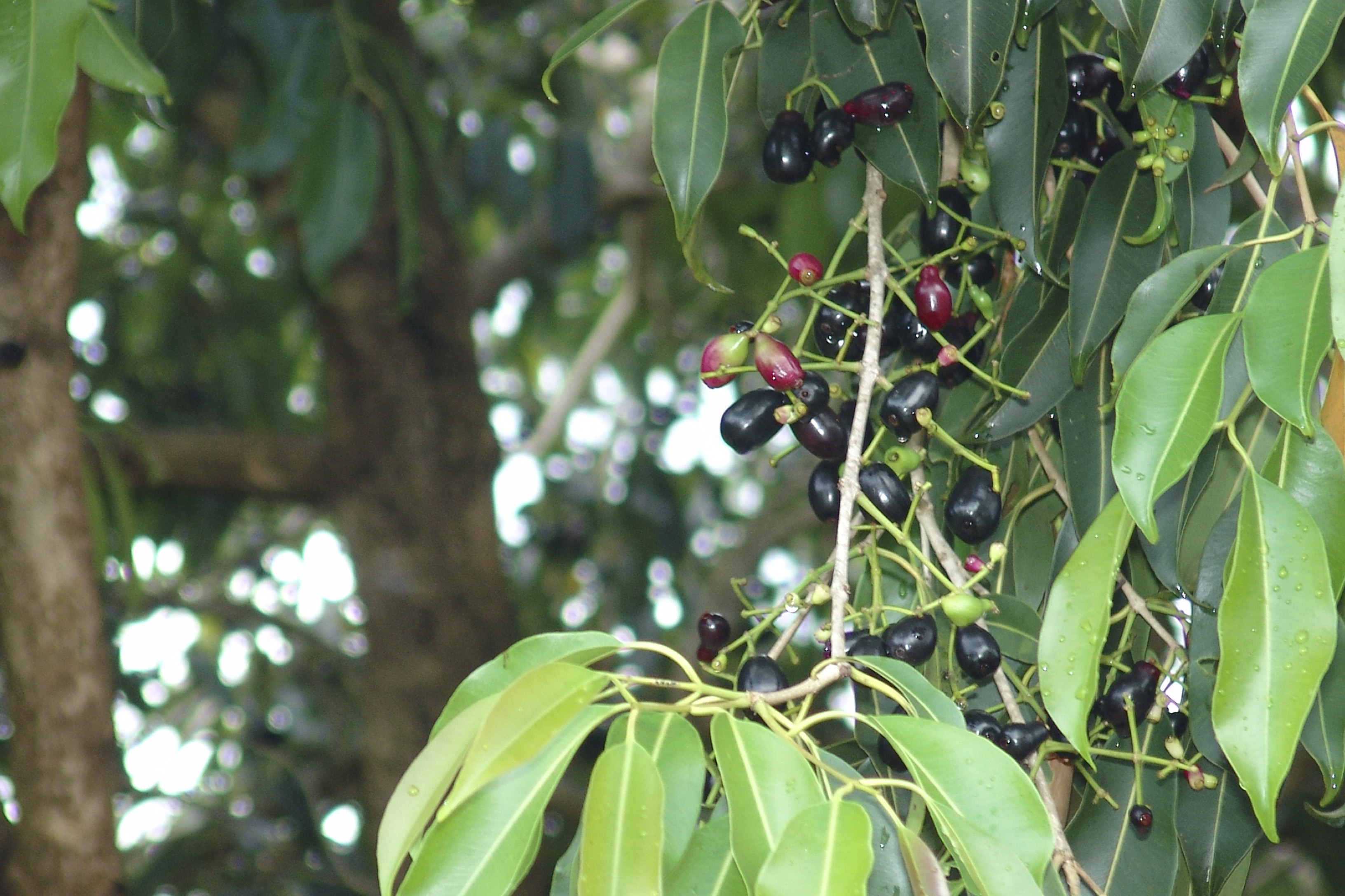 Figura 01 - Jamelão