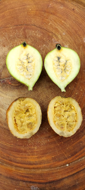 Figura 01 - Jenipapo Verde e Maduro