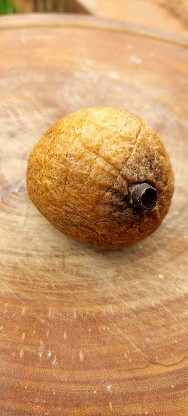 Figura 02 - Jenipapo Maduro