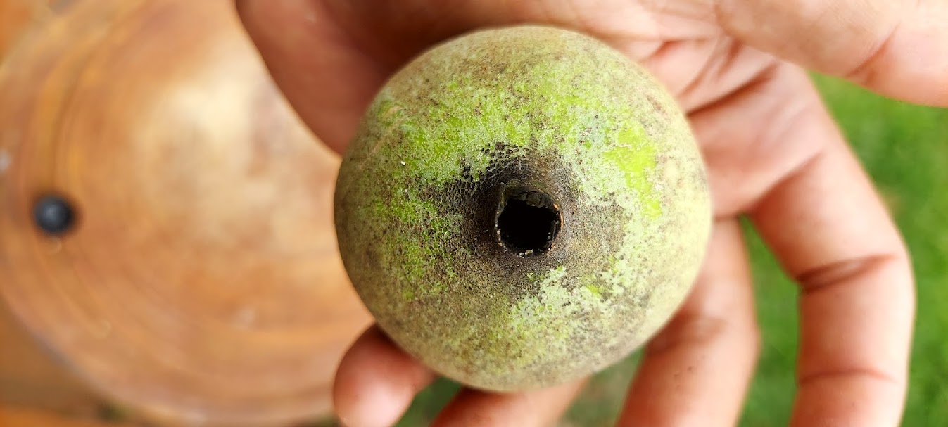 Figura 03 - Jenipapo Verde