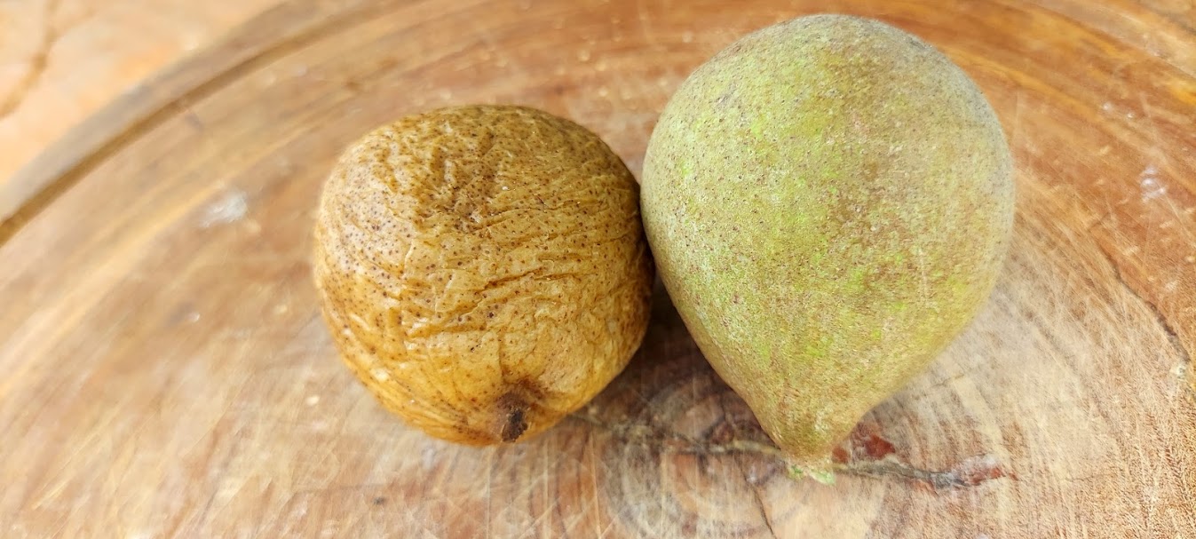 Figura 04 - Jenipapo Verde e Maduro