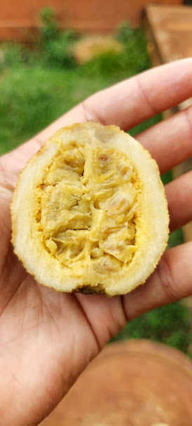 Figura 05 - Jenipapo Maduro