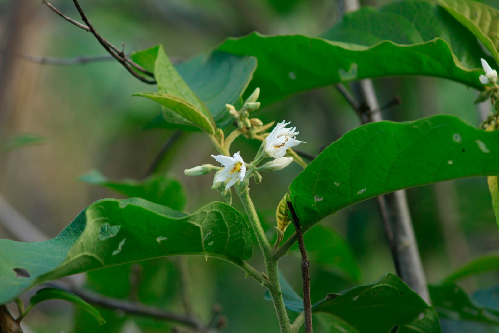 Figura 04 - Jurubeba