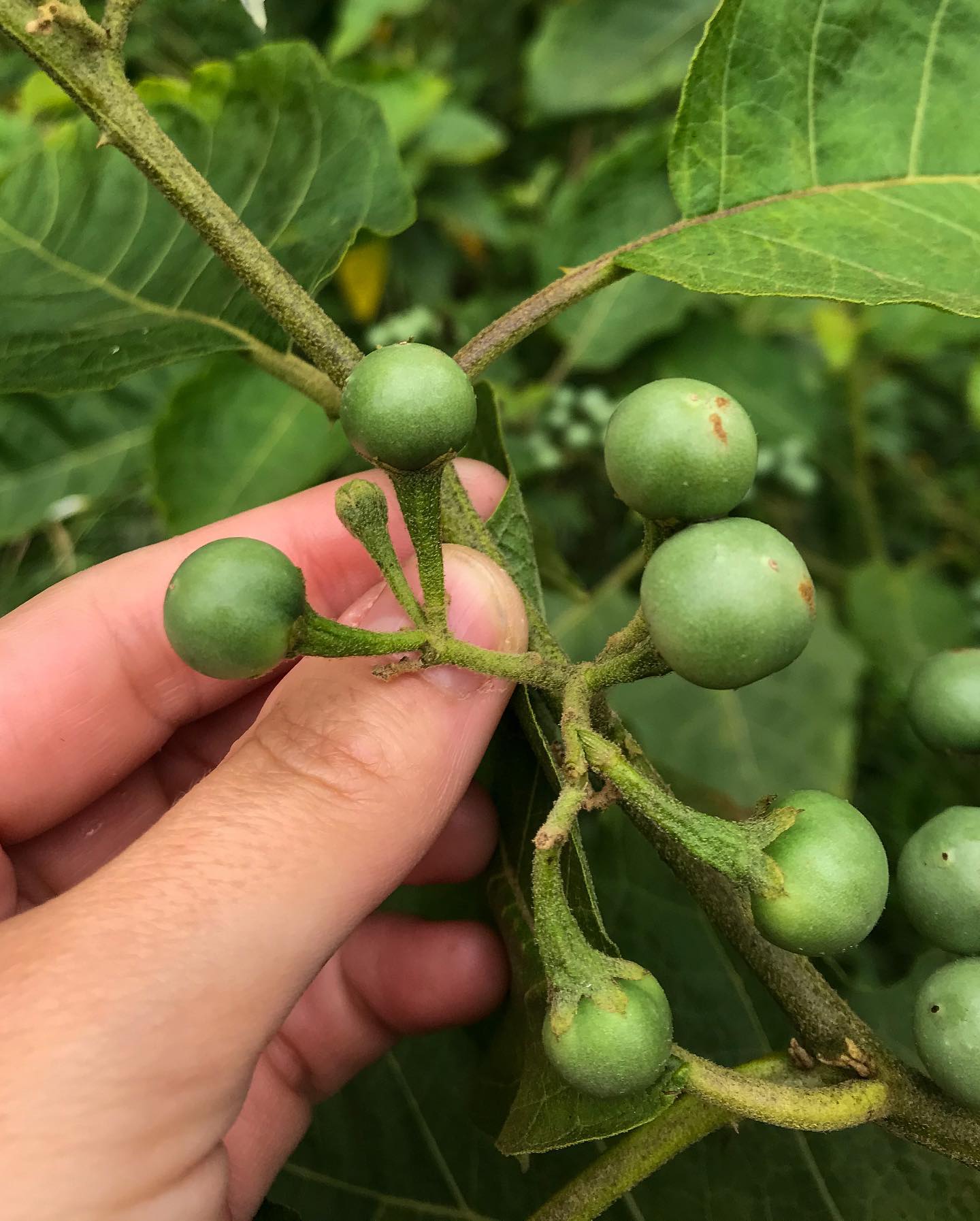 Figura 08 - Jurubeba