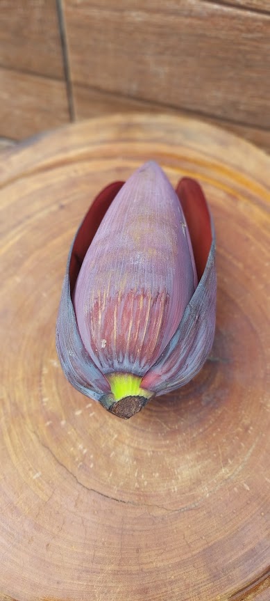 Figura 01 - Mangará