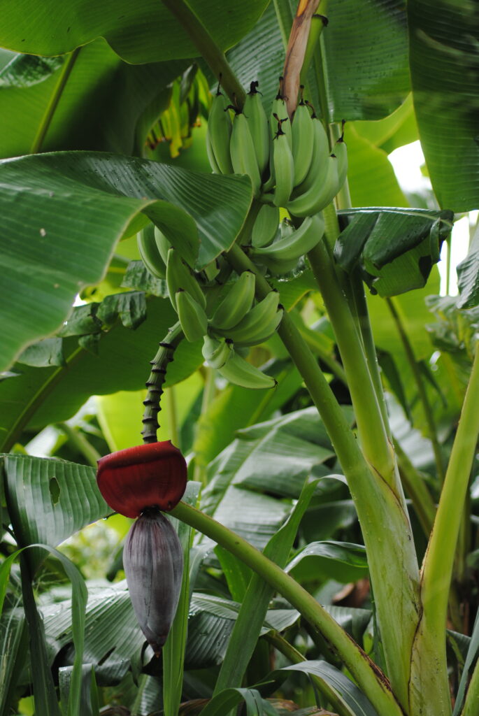 Figura 03 - Mangará