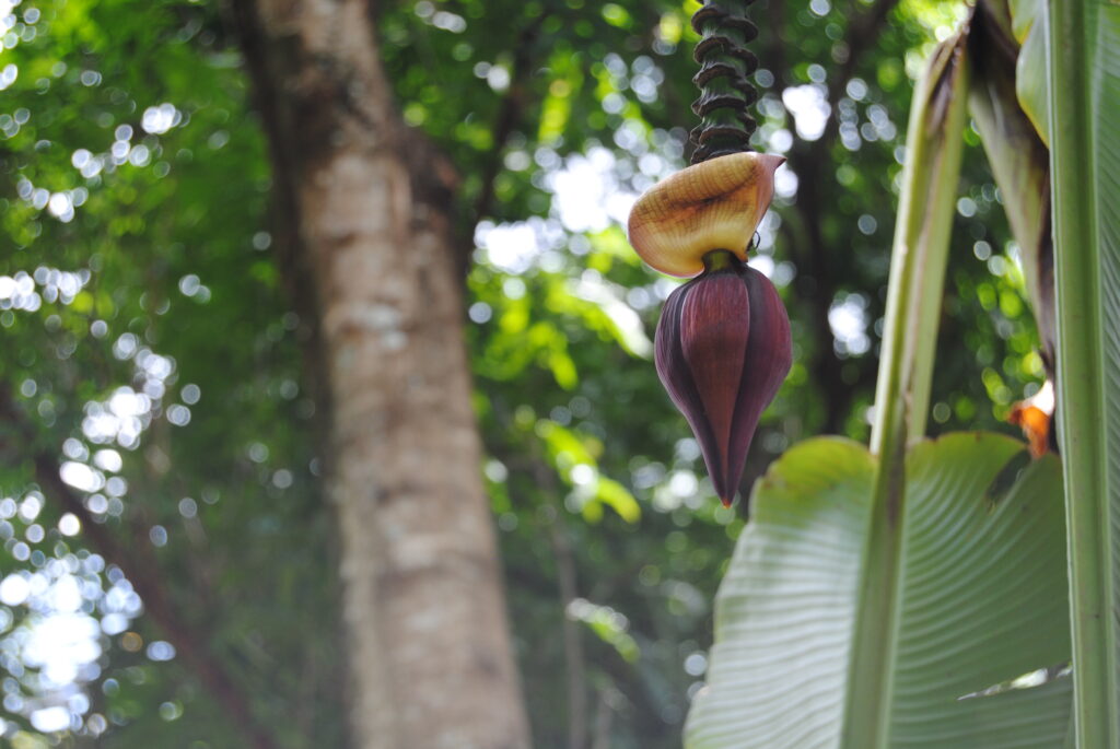 Figura 04 - Mangará