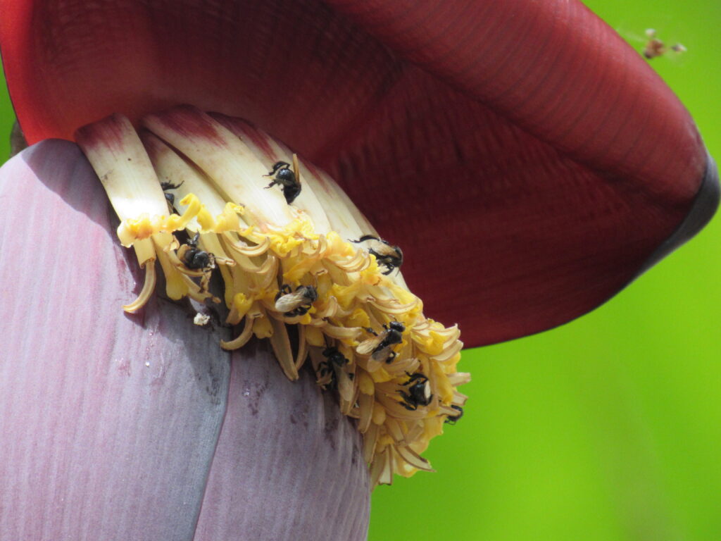 Figura 05 - Mangará