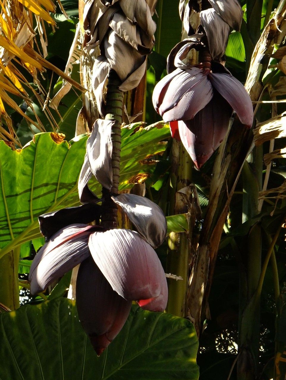 Figura 06 - Mangará