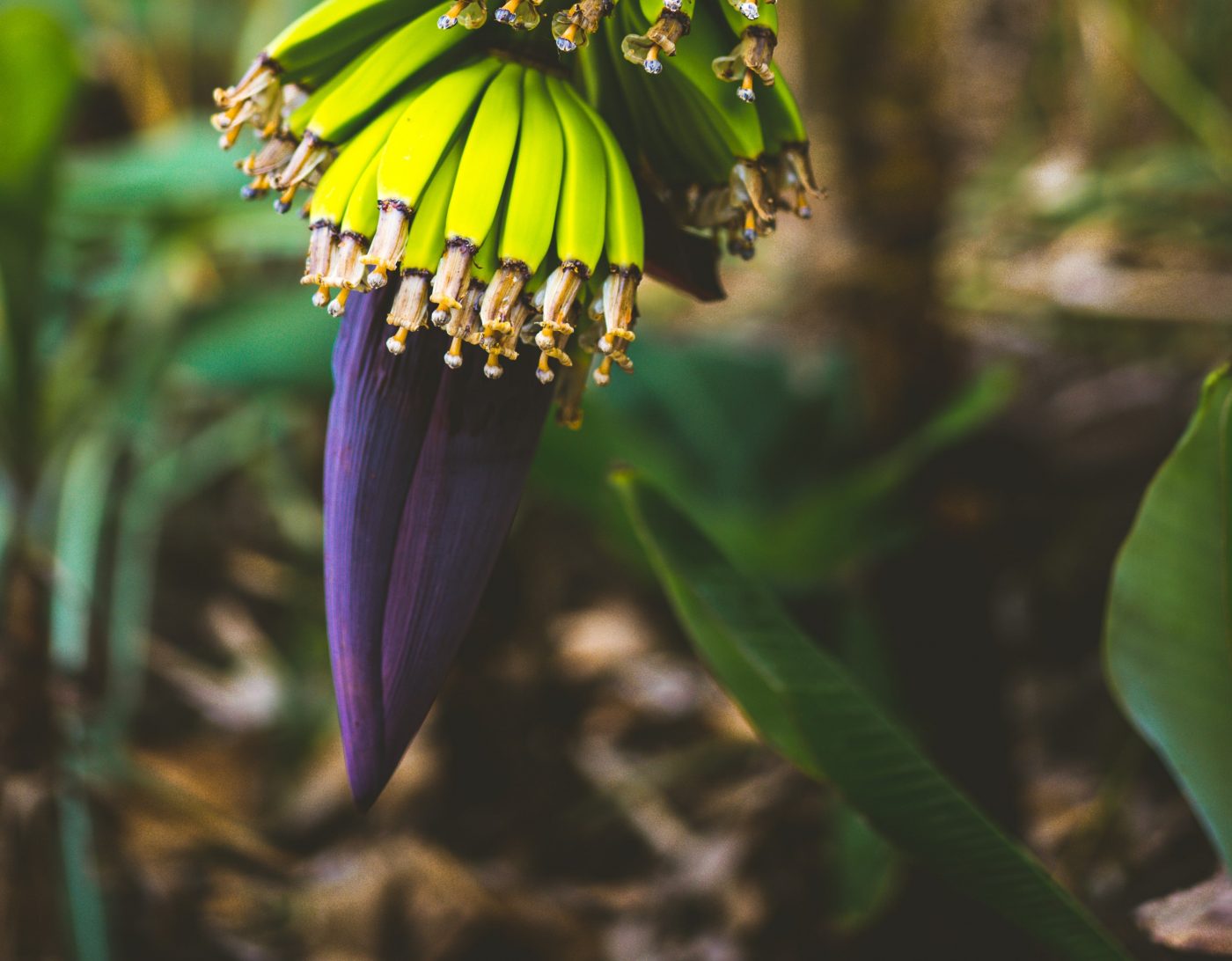 Figura 07 - Mangará