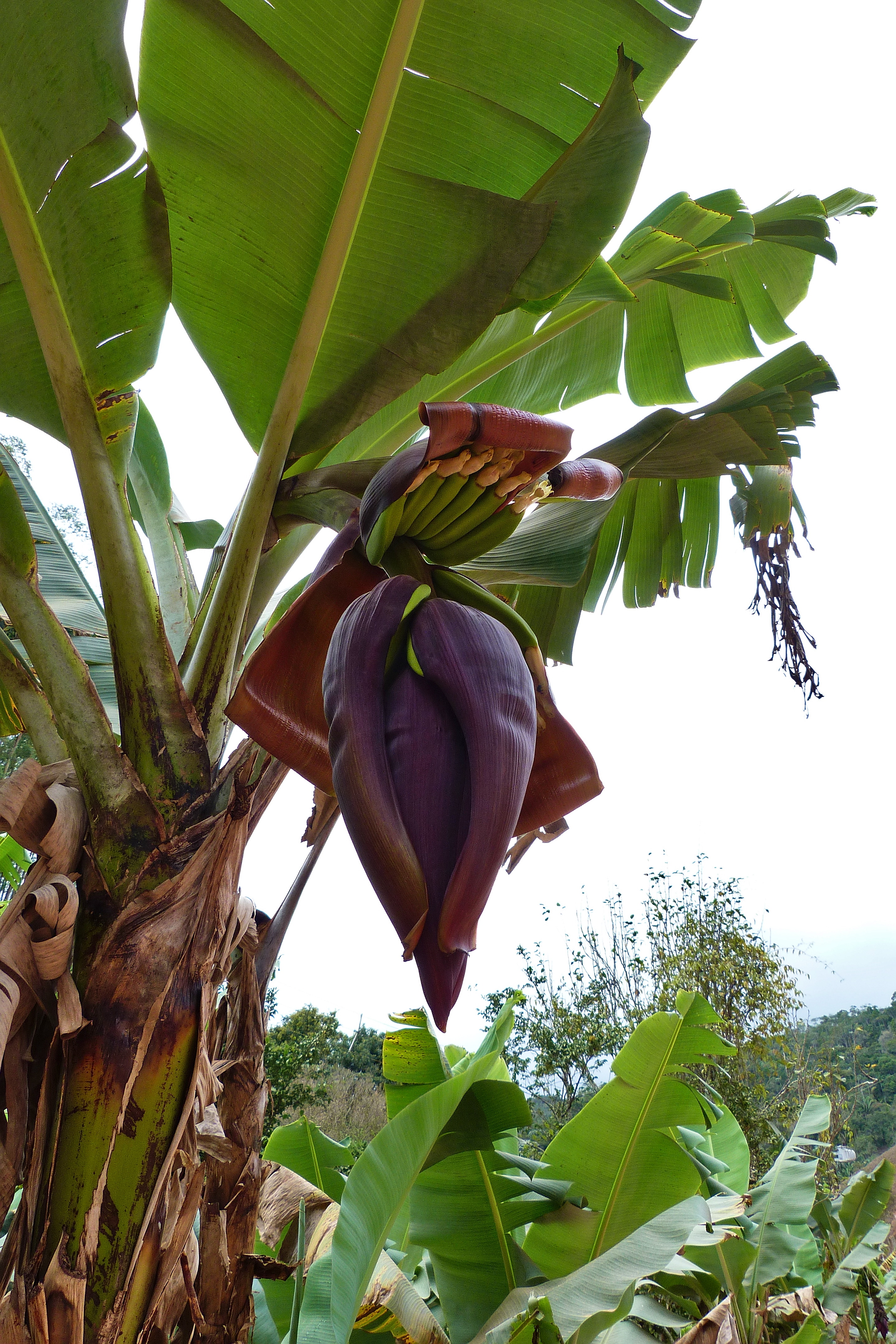 Figura 08 - Mangará