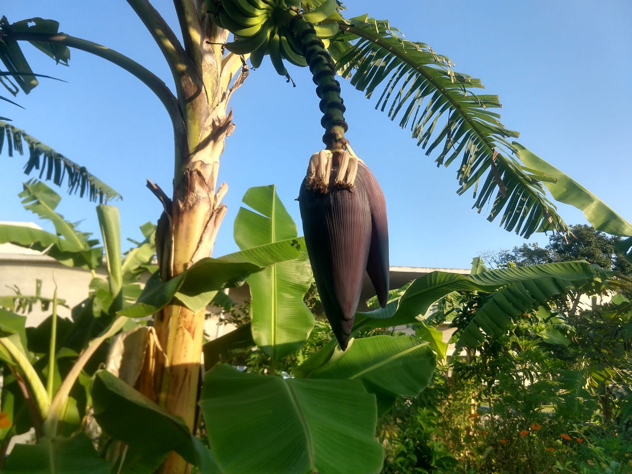 Figura 09 - Mangará