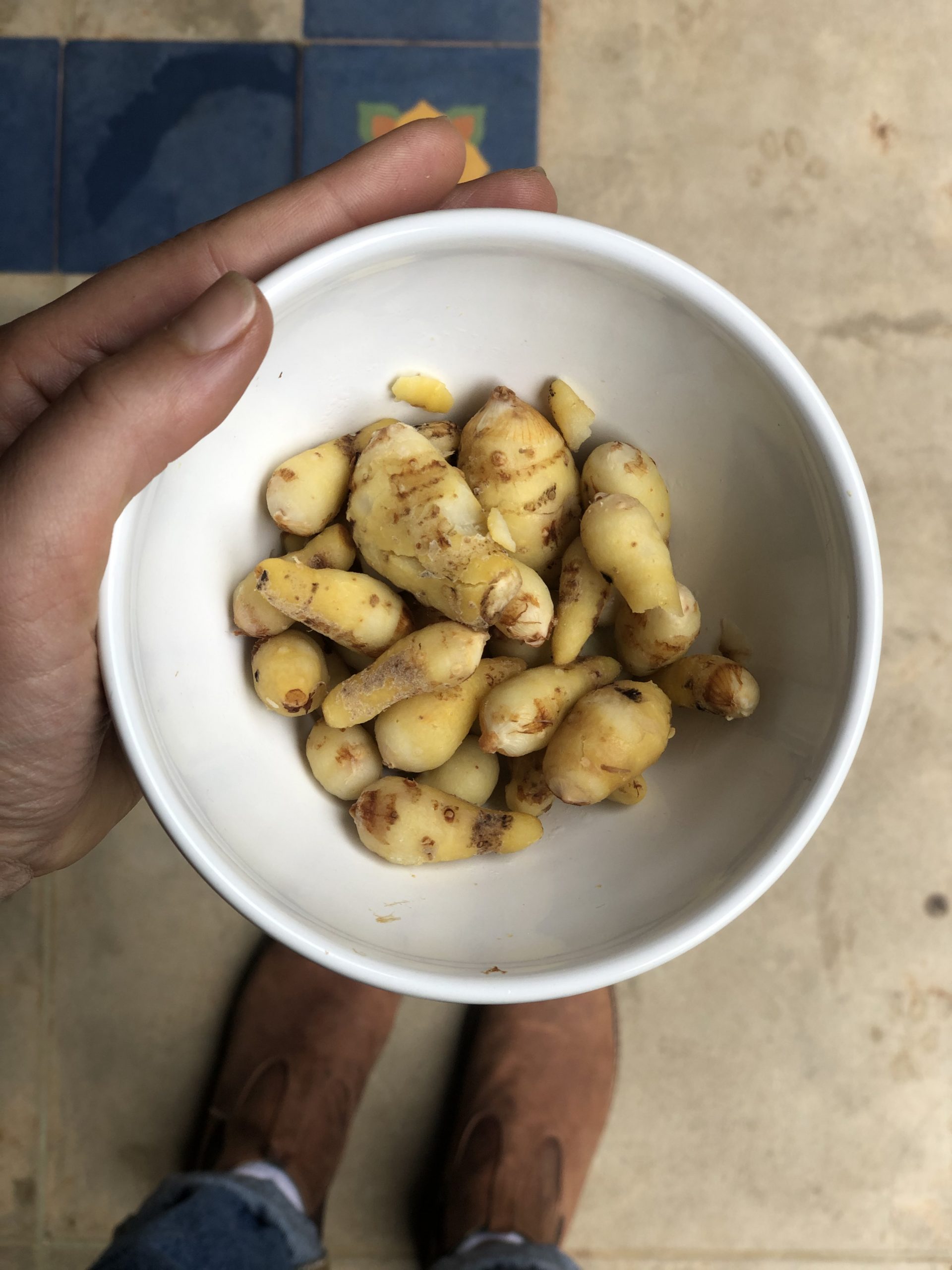 Figura 07 - Mangarito