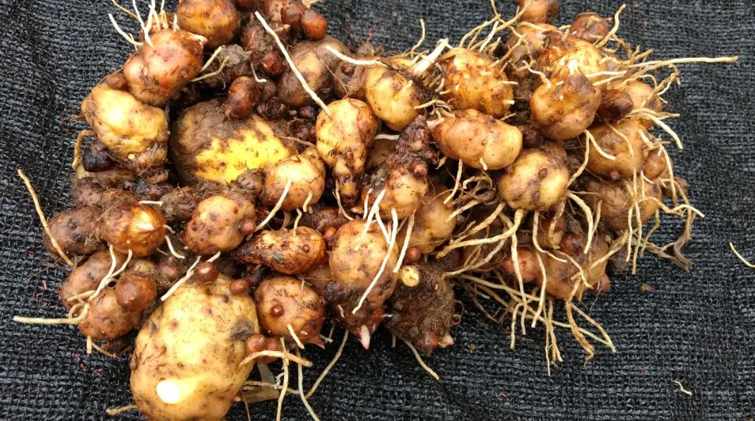 Figura 09 - Mangarito