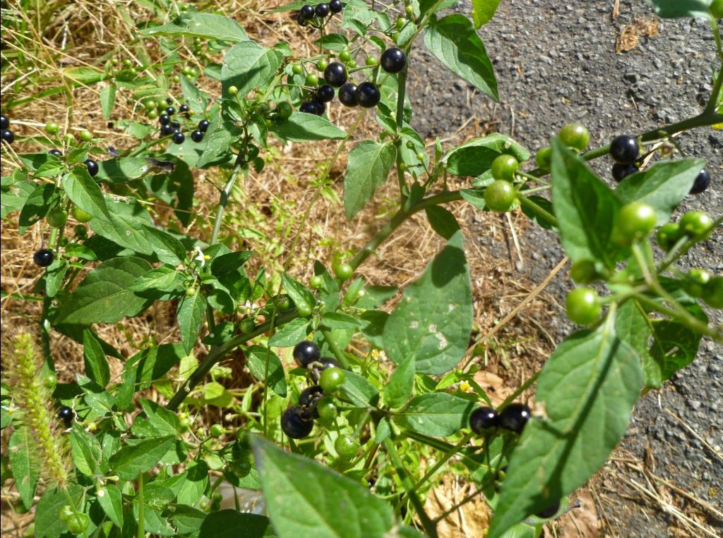 Figura 07 - Maria-pretinha