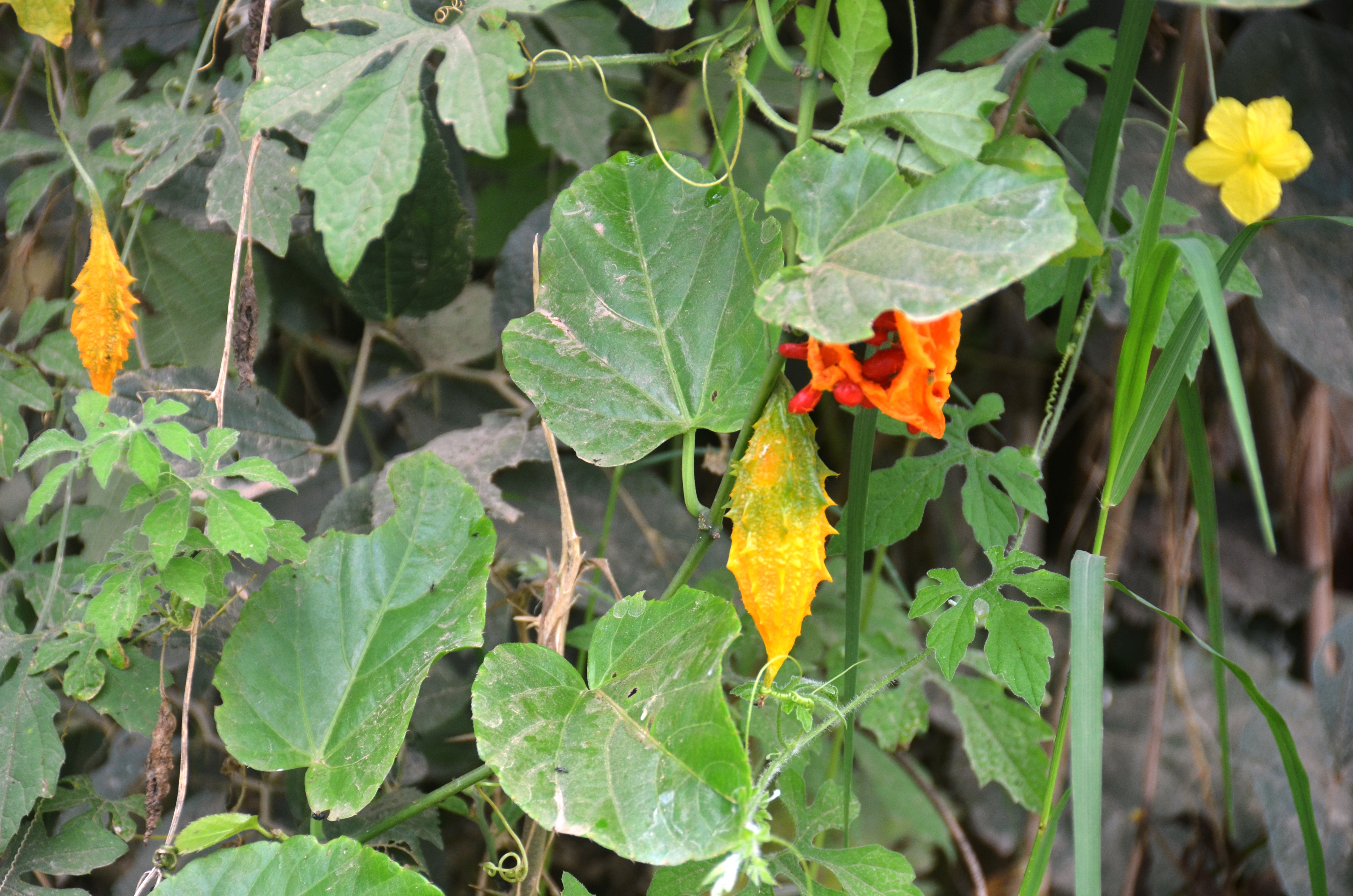 Figura 08 - Melão-de-São-Caetano