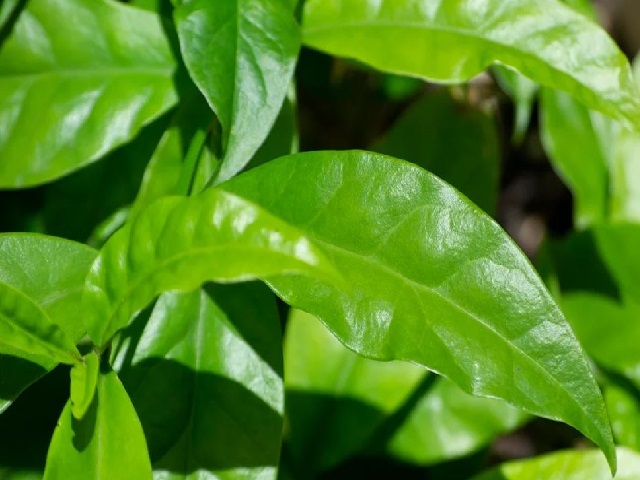 Figura 01 - Ora-pro-nóbis