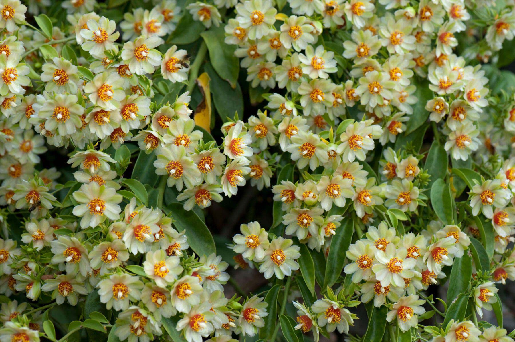 Figura 04 - Flores da Ora-pro-nóbis