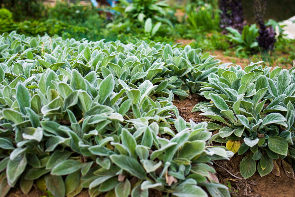 Figura 01 - Peixinho