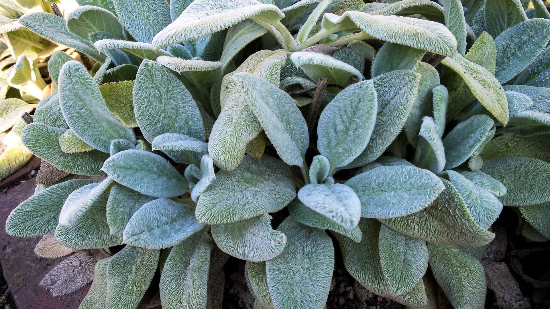 Figura 02 - Peixinho