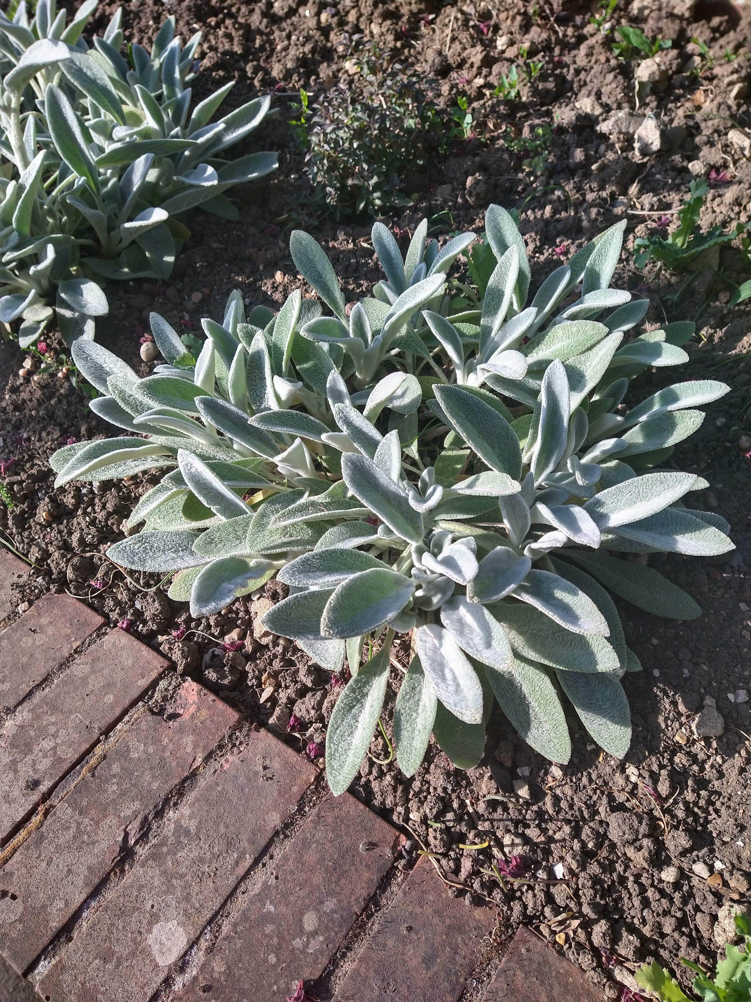 Figura 03 - Peixinho