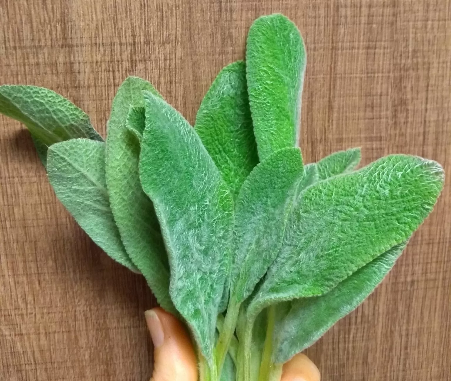 Figura 09 - Peixinho