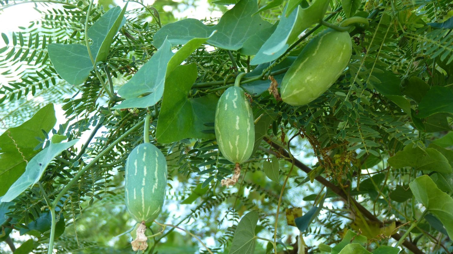 Figura 02 - Pepino-doce