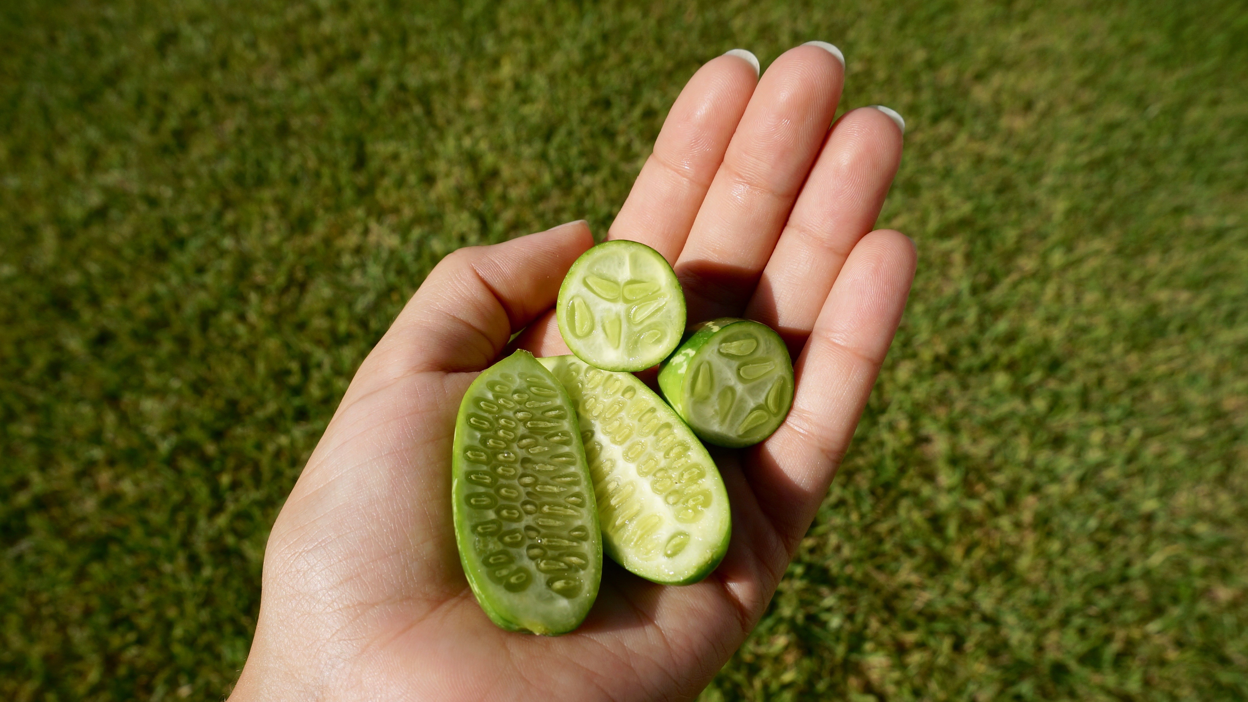 Figura 05 - Pepino-doce