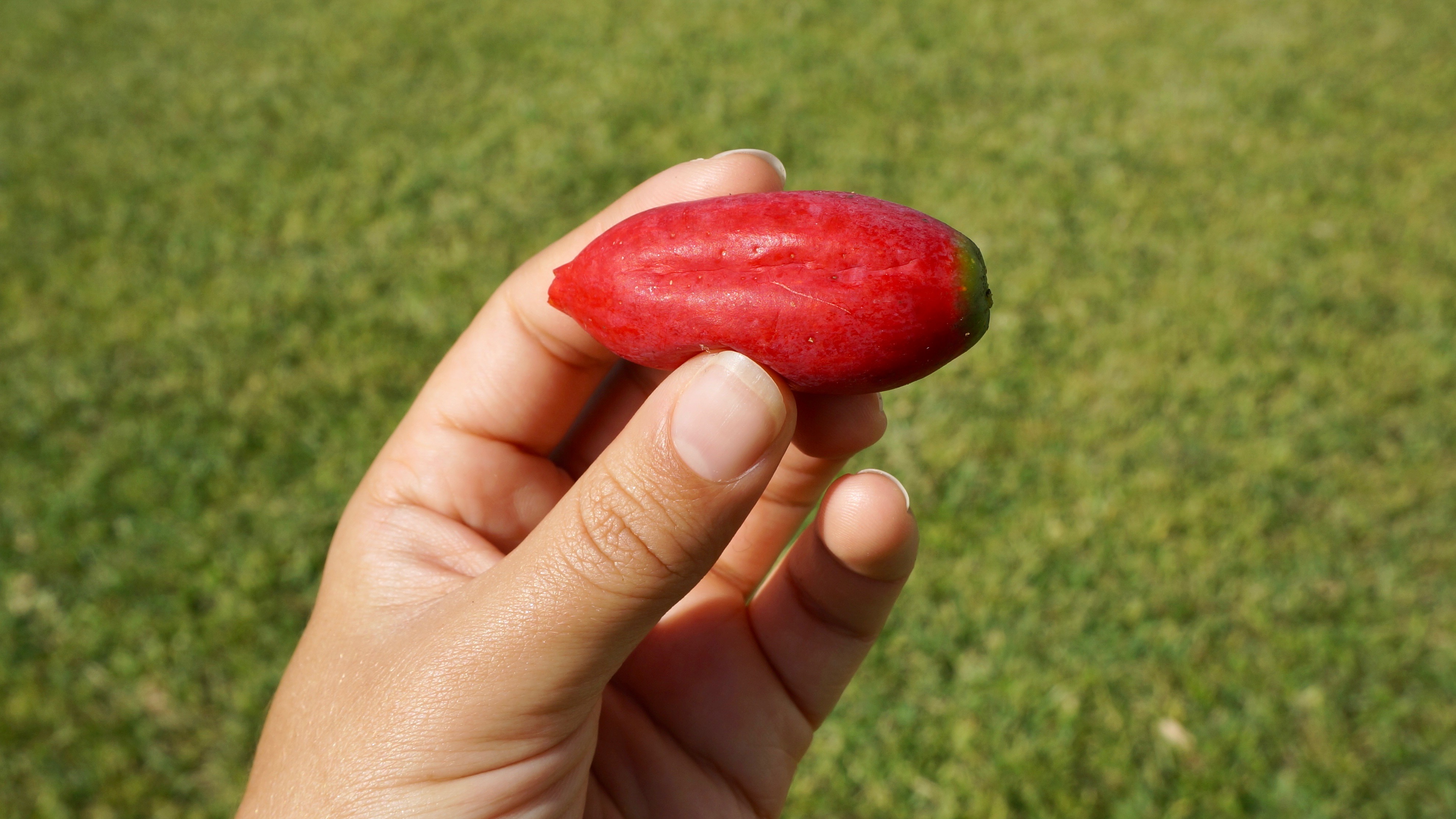 Figura 08 - Pepino-doce