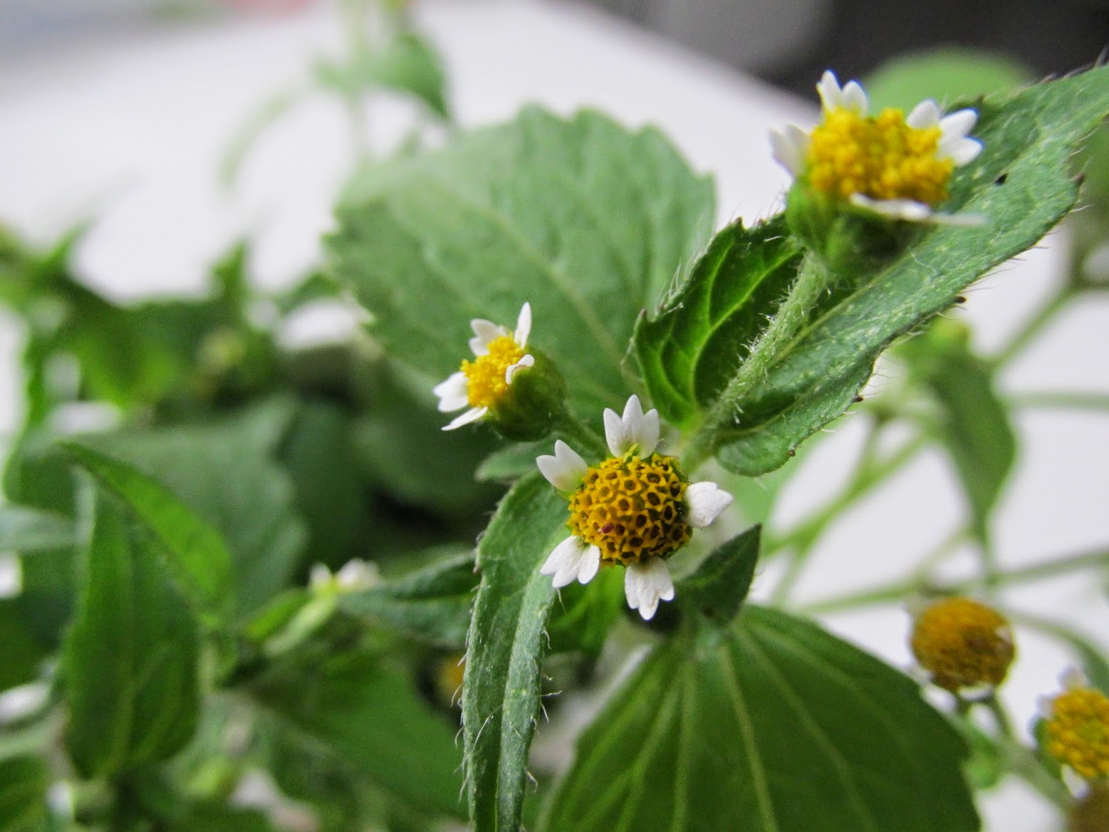 Figura 01 - Picão-branco