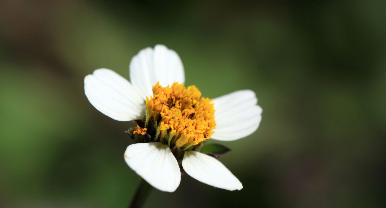 Figura 04 - Picão-branco