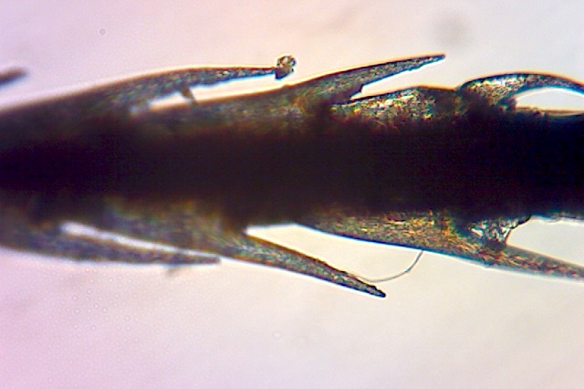 Figura 03 - Picão-preto