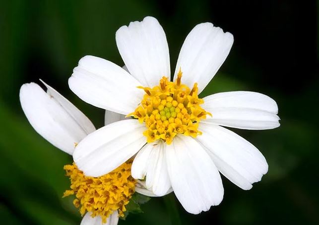 Figura 05 - Picão-preto