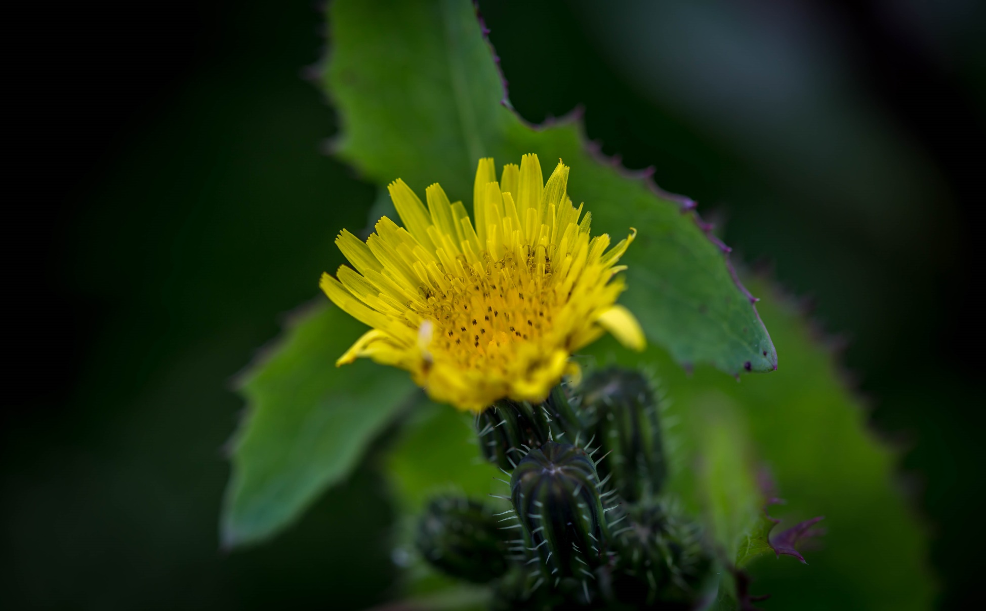 Figura 05 - Serralha