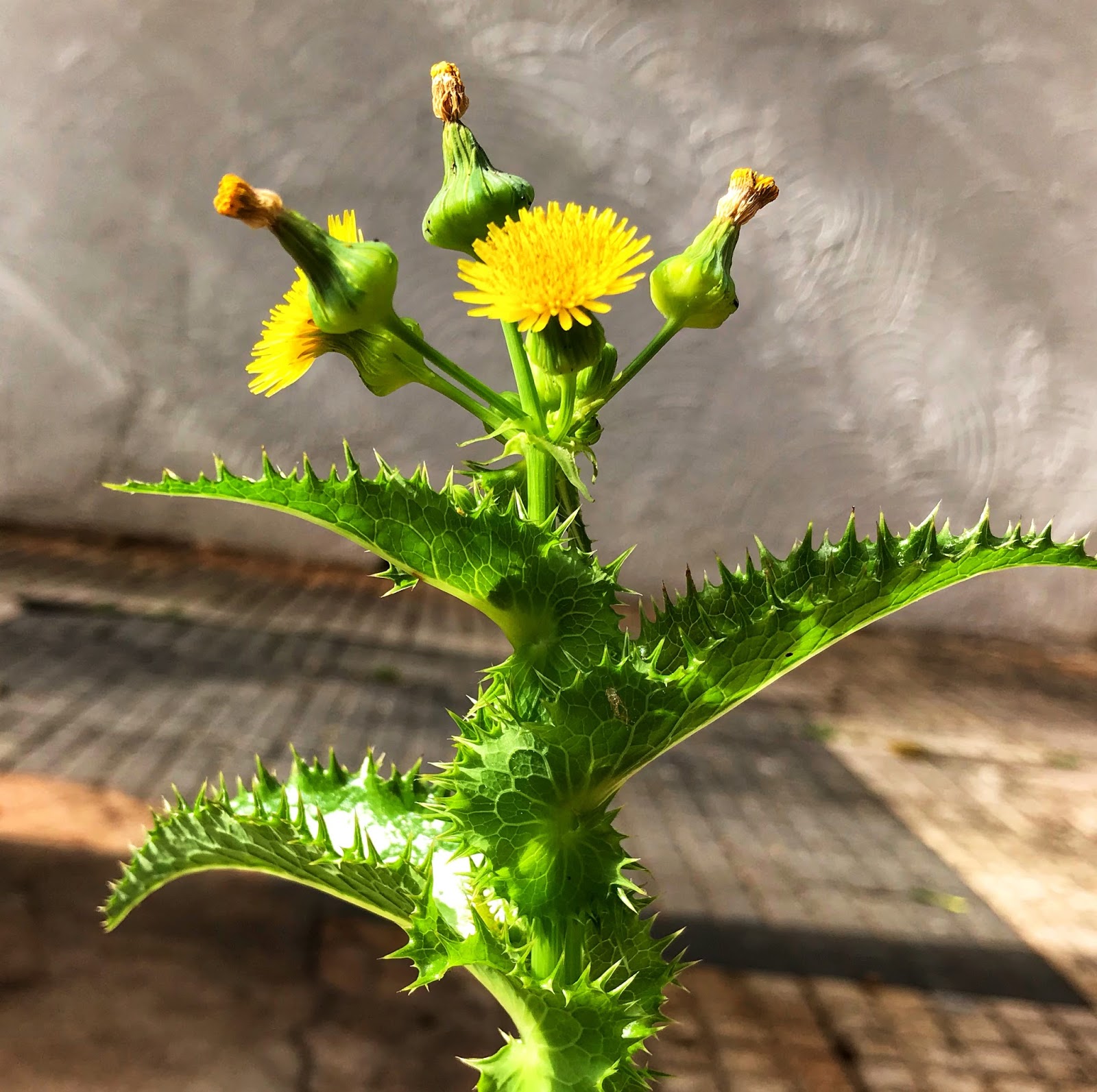 Figura 06 - Serralha