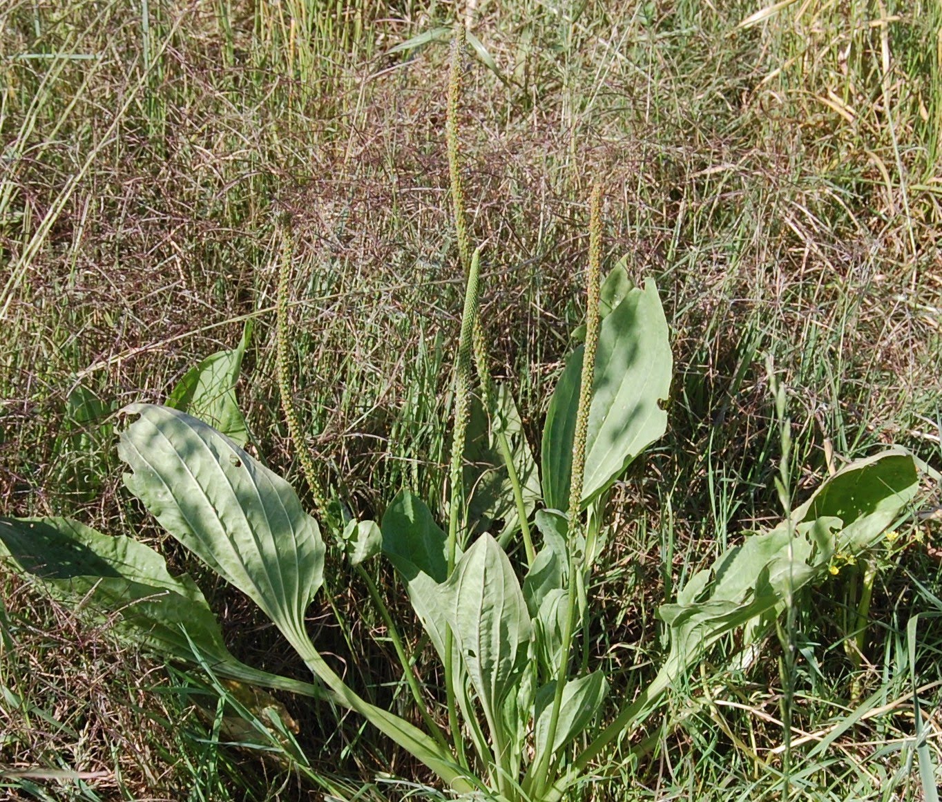Figura 06 - Tanchagem