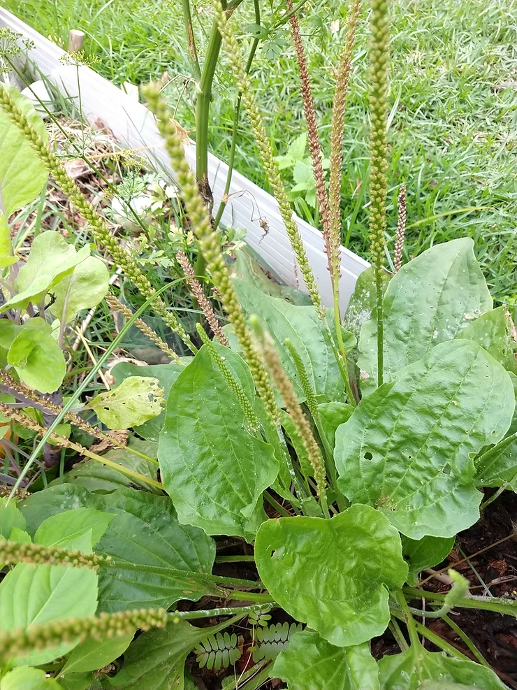 Figura 07 - Tanchagem