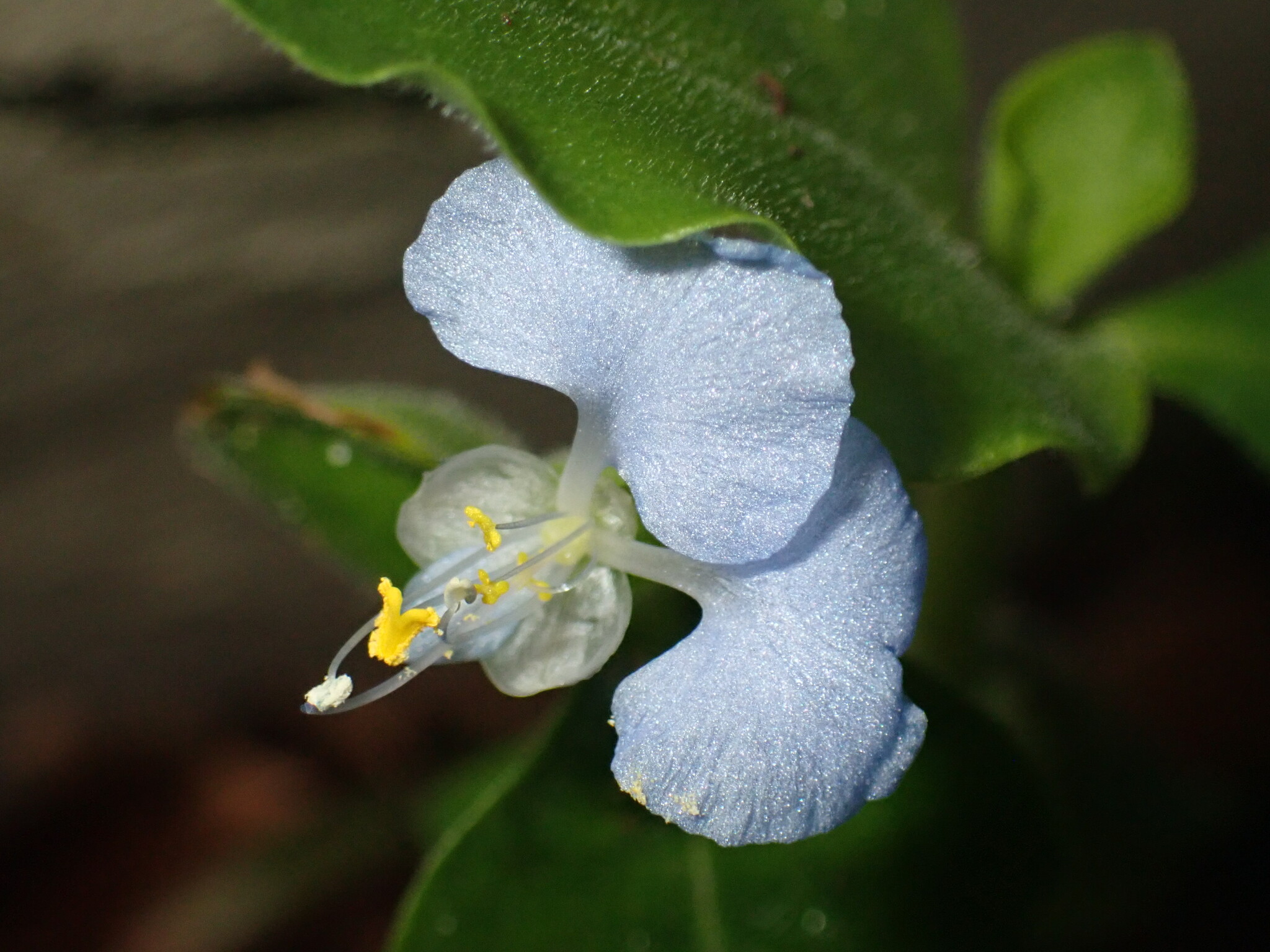 Figura 01 - Trapoeraba
