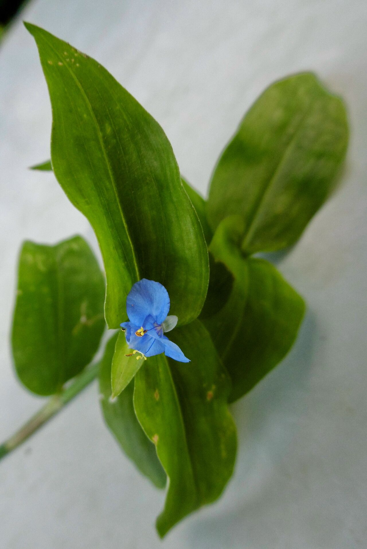 Figura 09 -  Trapoeraba