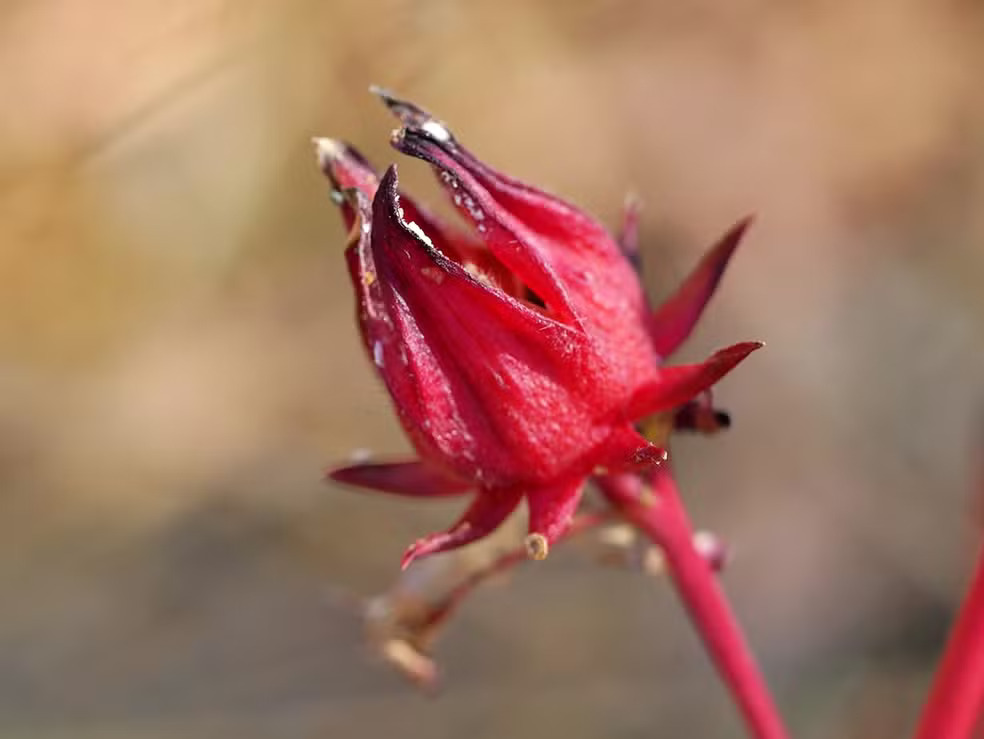 Figura 03 - Vinagreira