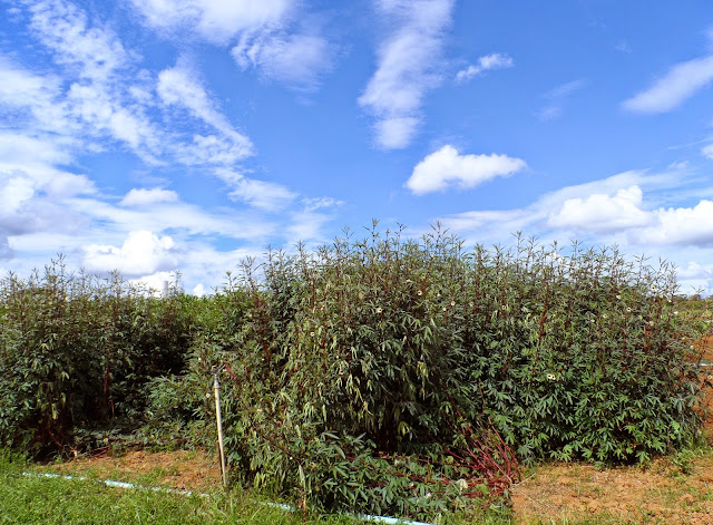 Figura 07 - Vinagreira